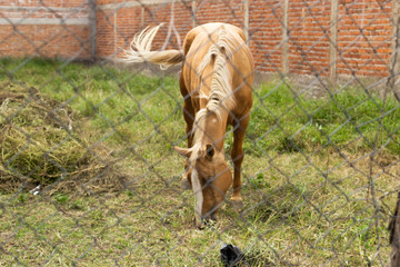 caballo pastando