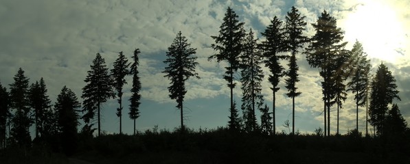 Silhouettes of coniferous trees(predominantly firs) on a horizon