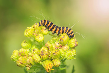 Yellow and black striped Cinnabar caterpillars feeding