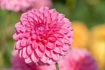 Pinke Balldahlie (Asteraceae) an einem Morgen im Spätsommer.