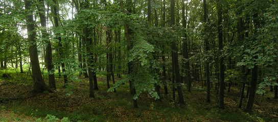 Fototapeta na wymiar Beech trees forest at spring daylight, green leafs, broad leaf trees. Relaxing nature,sushine. High resolution panoramic photo. Czech Republic, Europe,Creative postprocessing. .