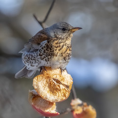 fieldfare