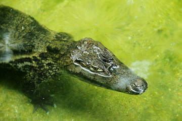 Caiman (Caimaninae, spectacled caiman) crocodile floating in still water