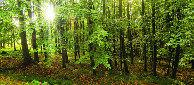 Beech trees forest at spring daylight, green leafs, sunrays,  broad leaf trees. Relaxing nature,sunshine. High resolution panoramic photo.Czech Republic,Europe,creative post processing. .