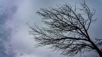 creepy tree on a dreary day 