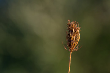 Planta seca