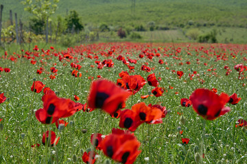 Obraz premium Red poppies grow on a green field.