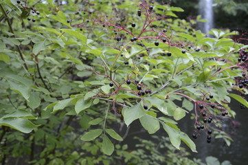 Shrub covered with small elderberry fruits