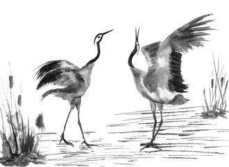 Two enamored japanese cranes birds drawing. Watercolor and ink illustration in style sumi-e, u-sin, go-hua Oriental traditional painting. Isolated .