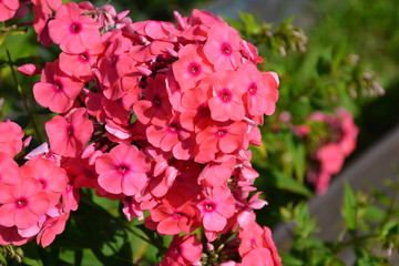 flowering herbaceous plant Phlox 