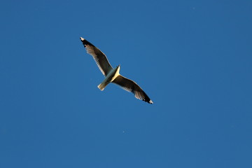 seagull flying in the sky
