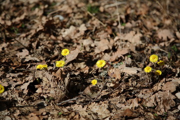 yellow flower in soil