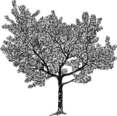 Naklejka premium Vector drawing of a flowering cherry tree