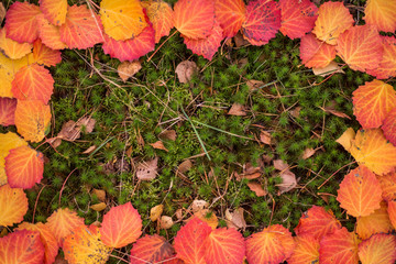 Colorful Autumn leaves frame fall background with copy space