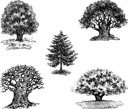 Vector drawings of different trees