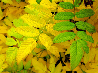 The shrub withers in autumn. Background of yellow and green color