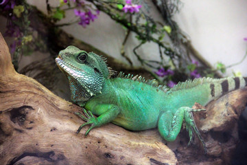 Large lizard in the terrarium