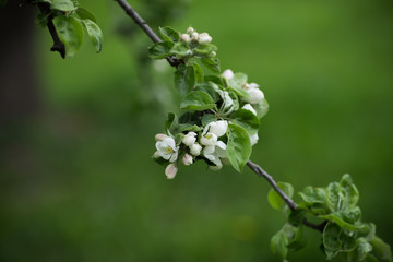 tender pink flowers of apple, spring
