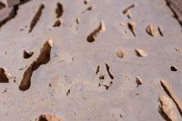 a stone made from shells of yellow color. there are many holes and hollows inside.