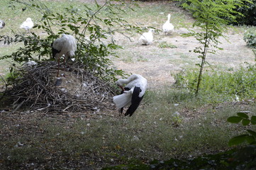White stork standing on nest