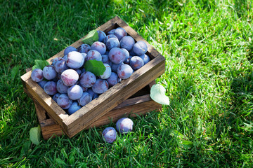 Garden plums in wooden box