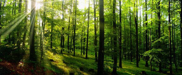 Fototapeta na wymiar Beech trees forest at spring daylight