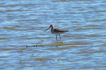 Black-tailed Godwit (Limosa limosa).