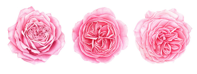 Set of beautiful garden pink roses isolated on white background. Hand drawn watercolor botanical illustration.