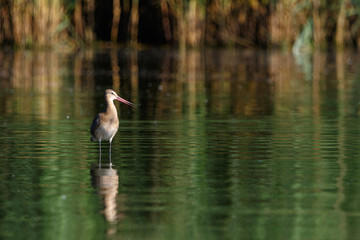 Black-tailed Godwit (Limosa limosa).