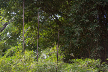 cute bamboo forest