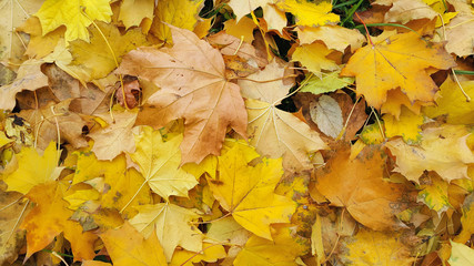 Bright yellow autumn background from fallen leaves
