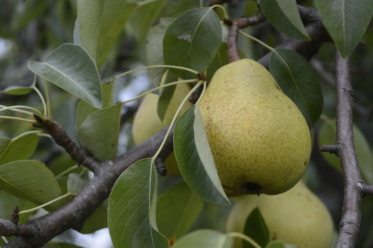 Ripe pears hanging on branch in orchard
