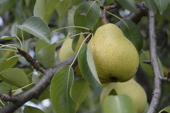 Ripe pears hanging on branch in orchard