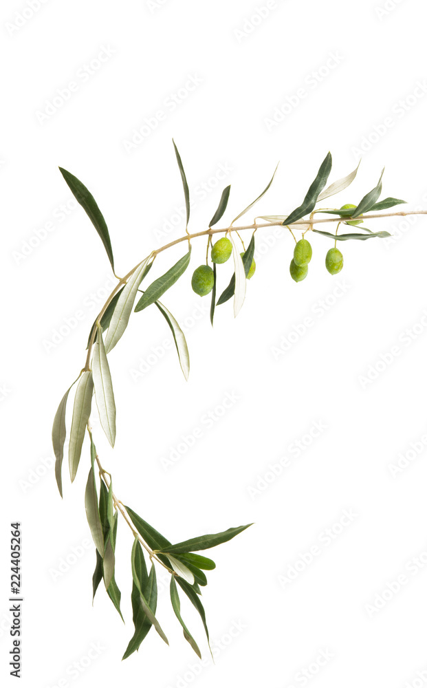 Wall mural fresh olives with leaves isolated