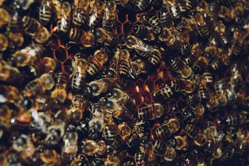 Пчелы на сотах. 1