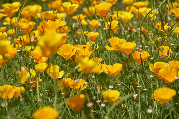 California yellow poppies grow on a green field in the spring.