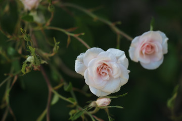 rosa pequeña