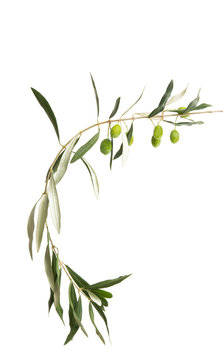 fresh olives with leaves isolated