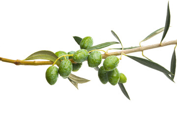 fresh olives with leaves isolated