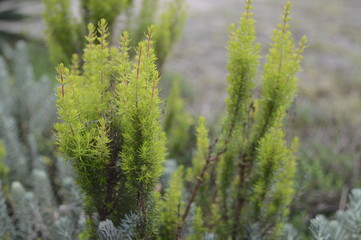 Erica Arborea Albert's Gold - light green shrub heather, without flowers