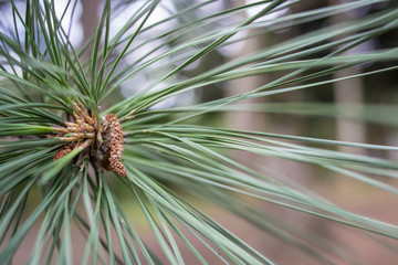 pine twig in the foreground