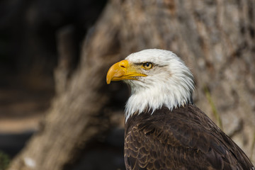 bald eagle looking sideways
