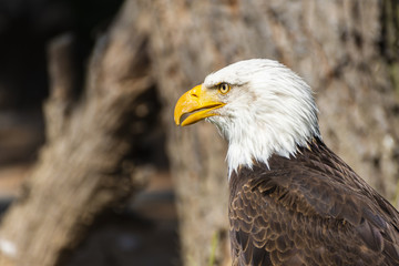 bald eagle looking straight
