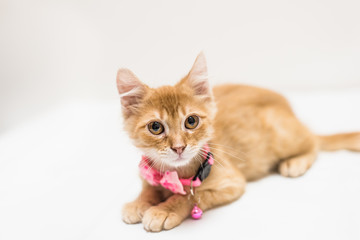 humane society kitten