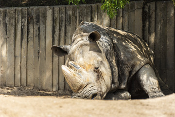 rhinoceros resting alone in the shade and sun