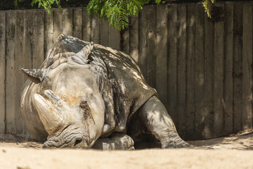 rhinoceros resting alone in the shade