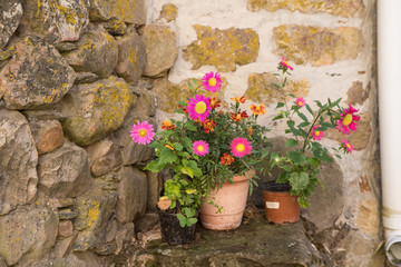 nice summer flowers with bright colors
