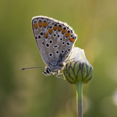 Butterfly pigeon (lycaenidae) on daisy in the sunset light, colorful natural spring background
