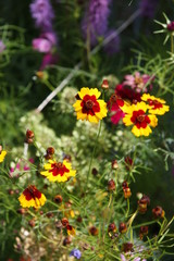 Fototapeta premium Garden