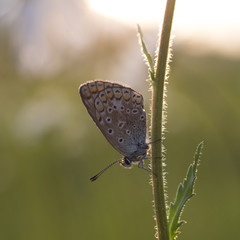 Butterfly pigeon (lycaenidae) on daisy in the sunset light, colorful natural spring background